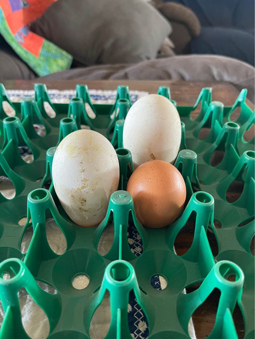 Our First Goose Eggs
