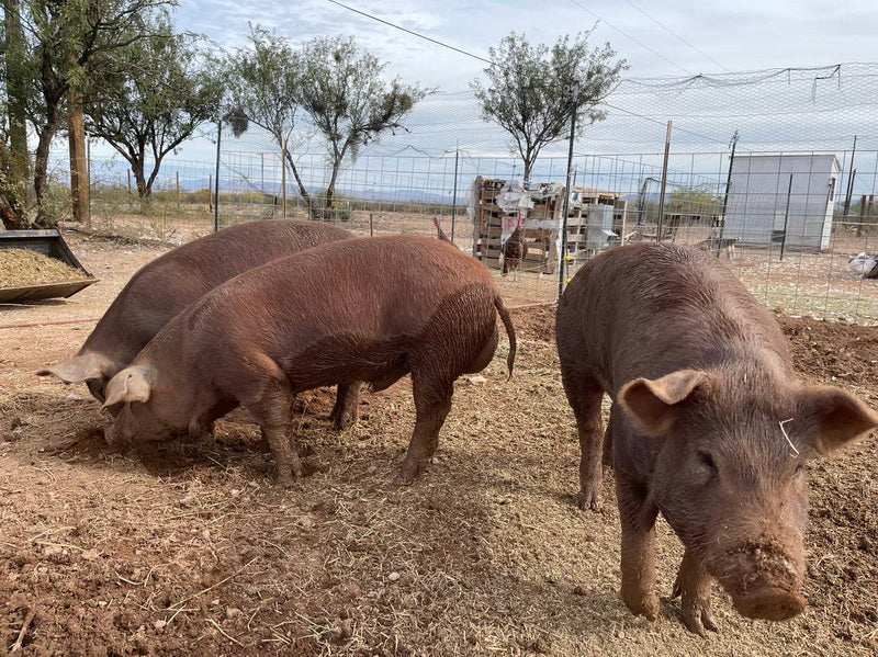 Purebred Registered Heritage Breed Red Wattle Gilt Piglets (Registered)