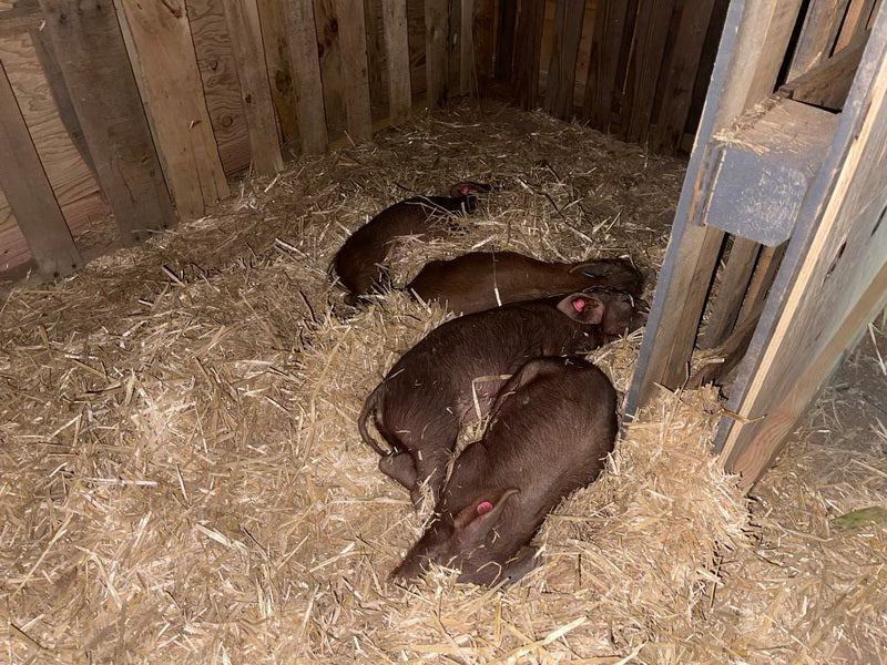 Purebred Registered Heritage Breed Red Wattle Gilt Piglets (Registered)