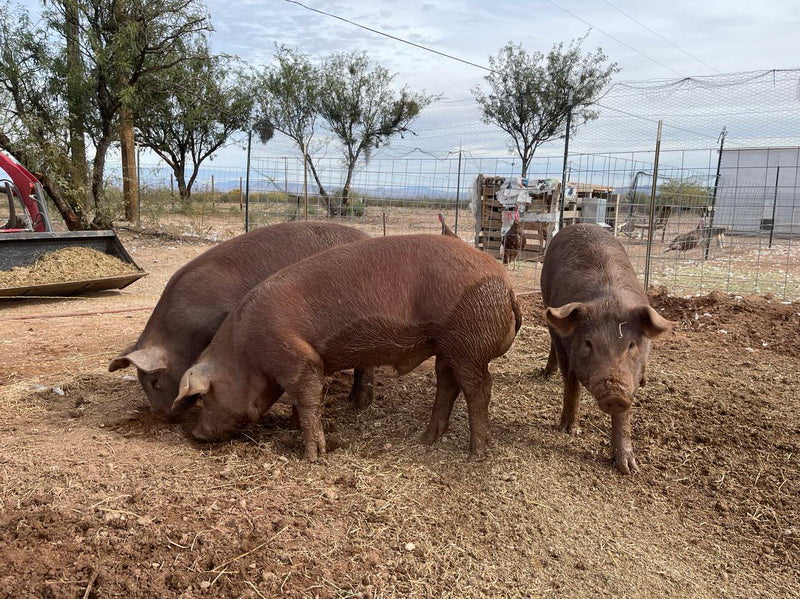 Purebred Registered Heritage Breed Red Wattle Gilt Piglets (Registered)