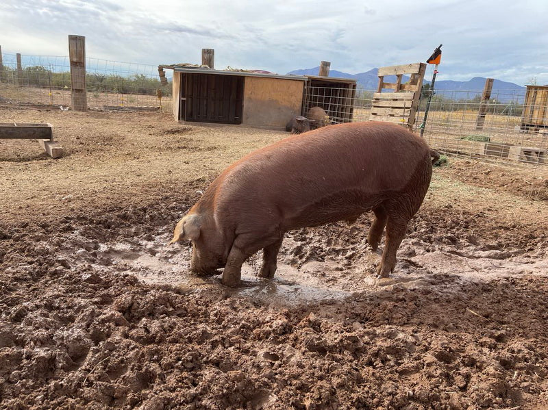 Purebred Registered Heritage Breed Red Wattle Gilt Piglets (Registered)